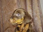 Dachshund Puppies
