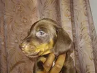Dachshund Puppies