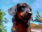 Dachshund Puppies
