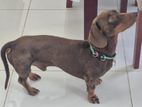 Dachshund puppies