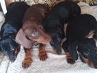Dachshund Puppies