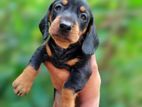 Dachshund Puppies