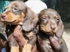 Dachshund Puppies