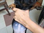 Dachshund Puppies