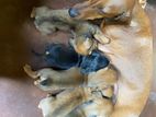 Dachshund puppies