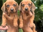 Dachshund Puppies