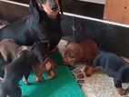 Dachshund puppies