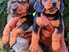 Dachshund Puppies