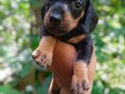 Dachshund Puppies