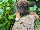 Dachshund Puppies