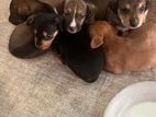 Dachshund Puppies