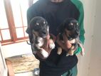 Dachshund Puppies