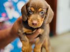 Dachshund puppies