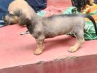 Dachshund puppies