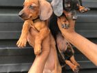 Dachshund Puppies