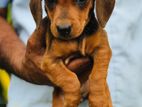 Dachshund Puppies