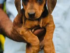 Dachshund Puppies