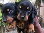 Dachshund Puppies