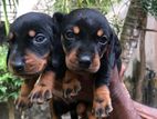 Dachshund puppies
