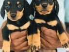 Dachshund Puppies