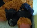 Dachshund puppies