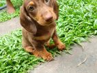 Dachshund Puppies