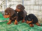 Dachshund Puppies