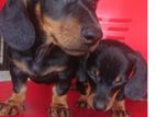 Dachshund Puppies