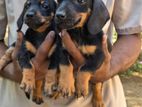 Dachshund Puppies