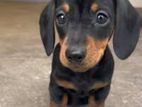 Dachshund Puppies