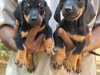 Dachshund puppies