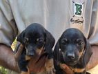 Dachshund Puppies