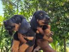 Dachshund puppies