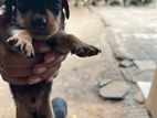 Dachshund Puppies