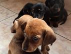 Dachshund Puppies