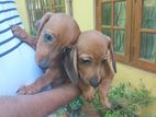 Dachshund Puppies