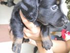 Dachshund Puppies - Long Coat