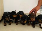 Dachshund Puppies