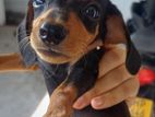 Dachshund Puppies - Pocket Dogs