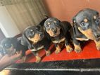 Dachshund Puppies