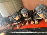 Dachshund Puppies