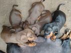 Dachshund Puppies Registered