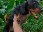Dachshund Puppy -3 Months Yrs Old