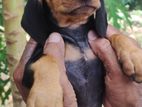 Dachshund Puppy
