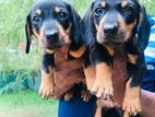 Dachshund Puppy | Dog