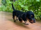 Dachshund Puppy