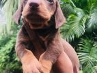 Dachshund Puppy | Dogs