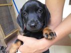 Dachshund Puppy - Female