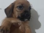 Dachshund Puppy