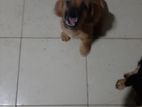 Dachshund puppy